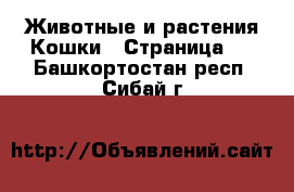 Животные и растения Кошки - Страница 3 . Башкортостан респ.,Сибай г.